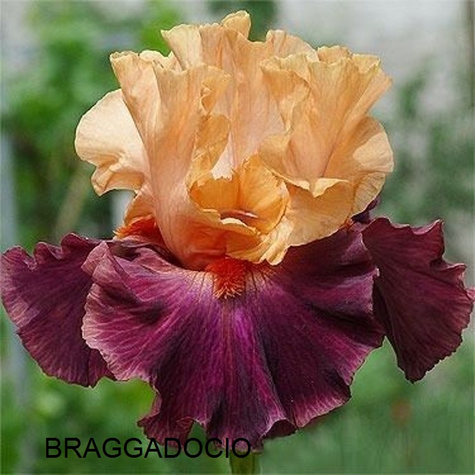 BRAGGADOCIO