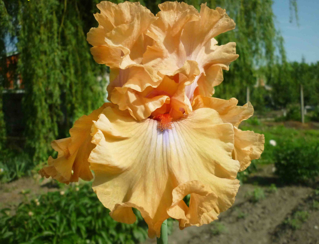 AMBER ESSENCE